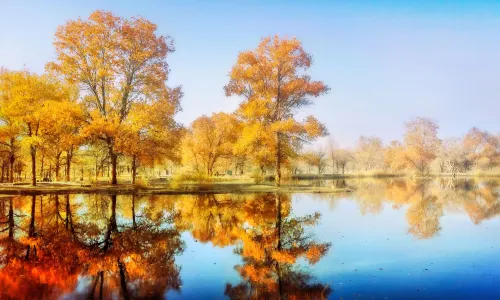 Tarim Populus Euphratica Forest Park