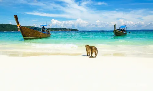 Monkey Beach