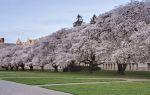 University of Washington