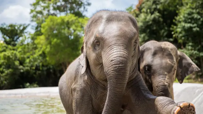 5_Elephant Interactions in Koh Samui