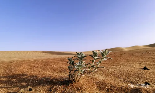 Dubai Desert Conservation Reserve