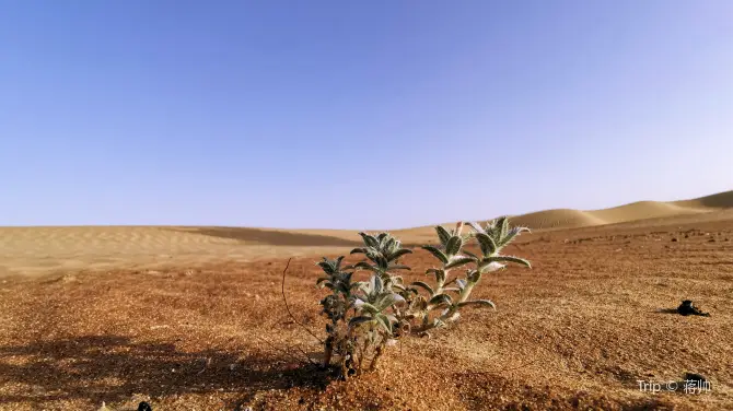 1_Dubai Desert Conservation Reserve