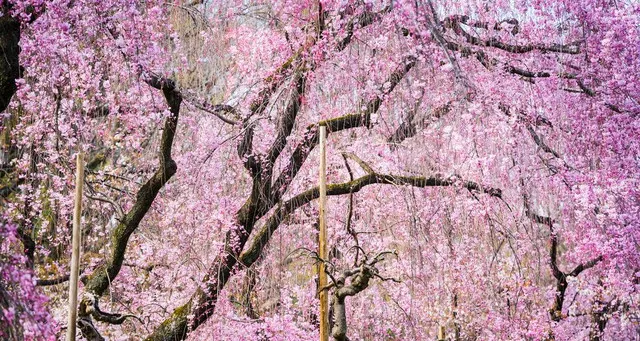 In Nara, The Old Capital of Japan, You Can Experience The True Japan and Appreciate The Cherry Blossoming As Well As The Maples!