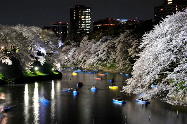 The Best Cherry Blossom Spots