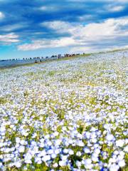 国営ひたち海浜公園