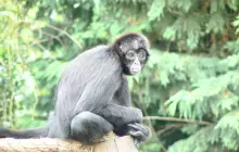 科爾切斯特動物園