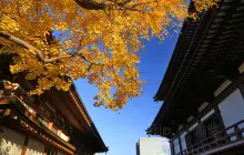 Zojo-ji Temple