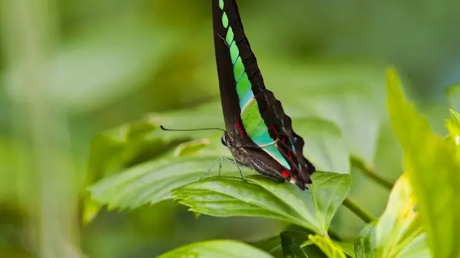 2_Kuala Lumpur Butterfly Park