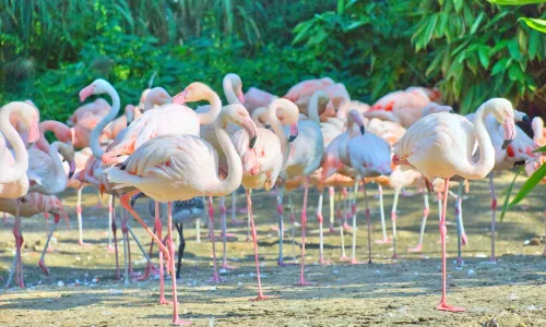 Zoo Hannover