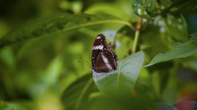 4_Kuala Lumpur Butterfly Park