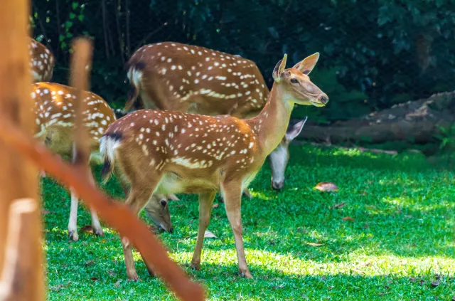 Chimelong Safari Park Guide: Facts and Useful Information