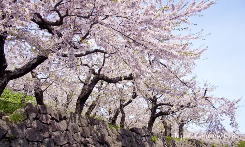 Maruyama Park