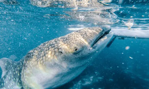 Oslob Whale Shark Watching