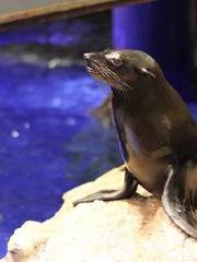 Sumida Aquarium