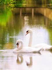 WWT London Wetland Centre