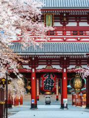 Cherry Blossom Viewing in Tokyo