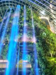 Cloud Forest