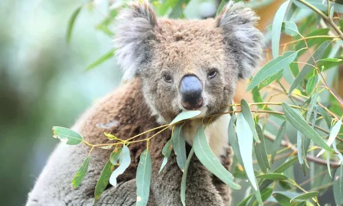 Koala Park Sanctuary Sydney