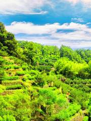 Dahongpao（Big Red Robe Tea） Scenic Spot