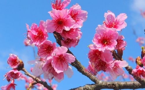 北部賞櫻地點幾乎都由陽明山平菁街的櫻花開始（每年1-2月間）