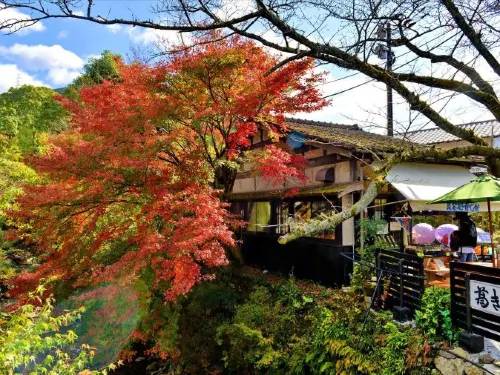 【日本紅葉2020】一葉知秋，8大福岡紅葉景點推介