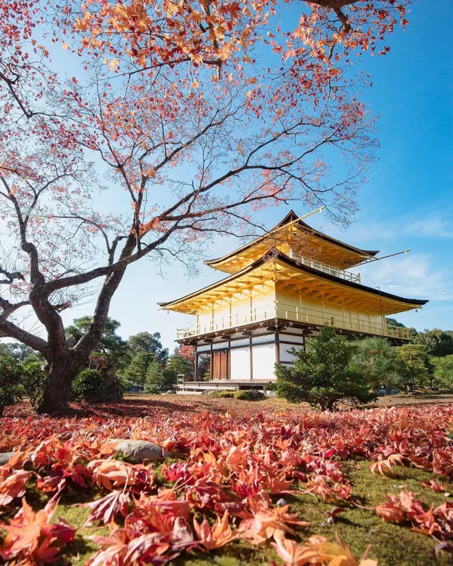 【京都神社⛩️】京都本地人會去的10大神社推介！