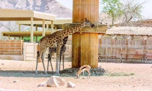 Emirates Park Zoo