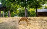 ソウルの森公園