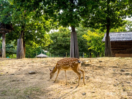 Seoul Forest Park