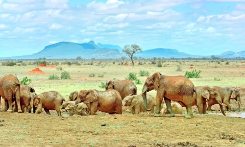 Tsavo National Park