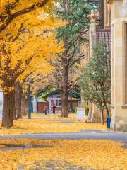 Ginkgo Trees in Tokyo