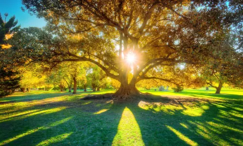 Adelaide Botanic Garden