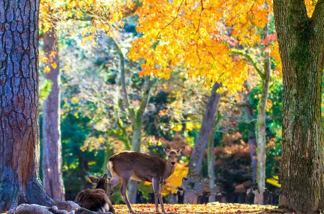 In Nara, The Old Capital of Japan, You Can Experience The True Japan and Appreciate The Cherry Blossoming As Well As The Maples!