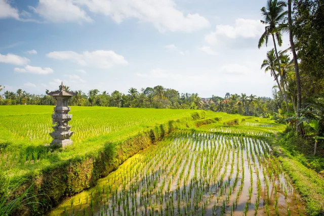 What To Do In Ubud With The Kids: 3 Easy Treks For The Family