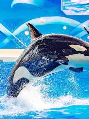 Killer Whale Science Popularization