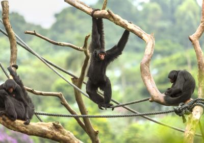 Sao Paulo Zoo