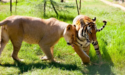 Zhengzhou Zoological Garden