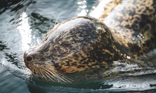 Sapporo City Maruyama Zoo