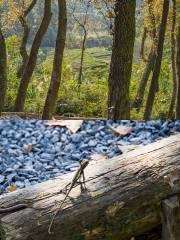 Maokong Sightseeing Tea Garden