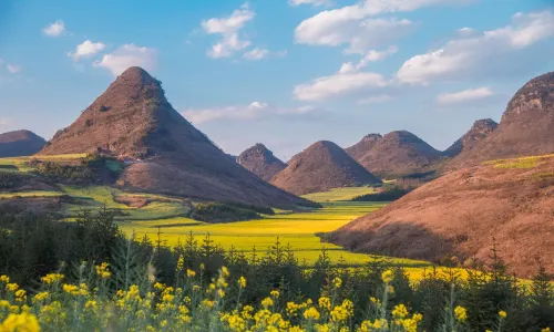 Luoping Canola Flower Ocean