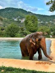 Samui Elephant Sanctuary