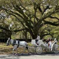 New Orleans City Park 