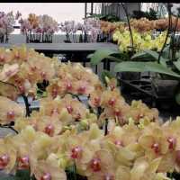 Beautiful Orchid Farm 