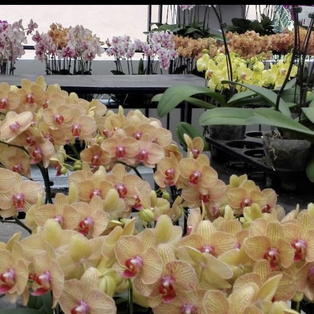 Beautiful Orchid Farm 