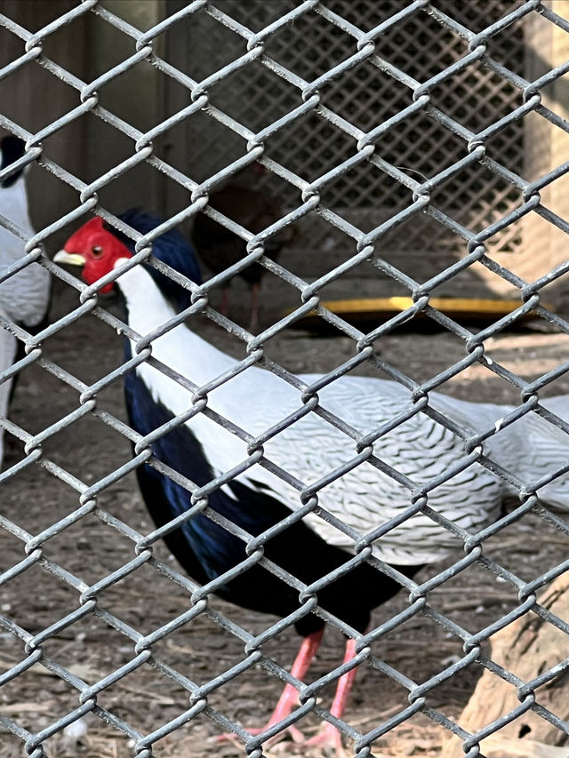 Nepal Kathmandu Central Zoo