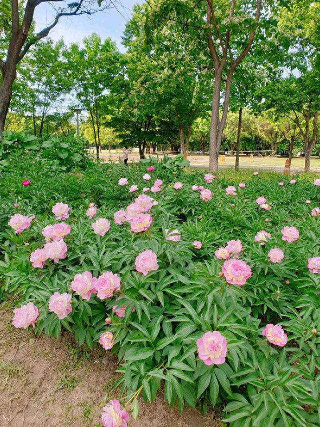 도심 속에서 자연을 느낄 수 있는 곳, 서울숲 🌳