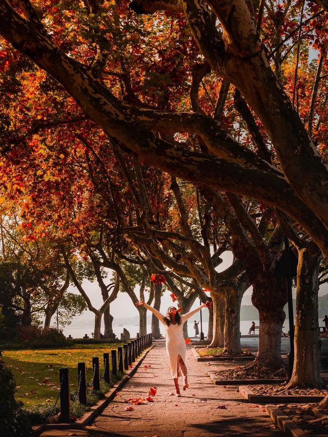 Fall for Maple Trees on Gushan Road 🍁✨