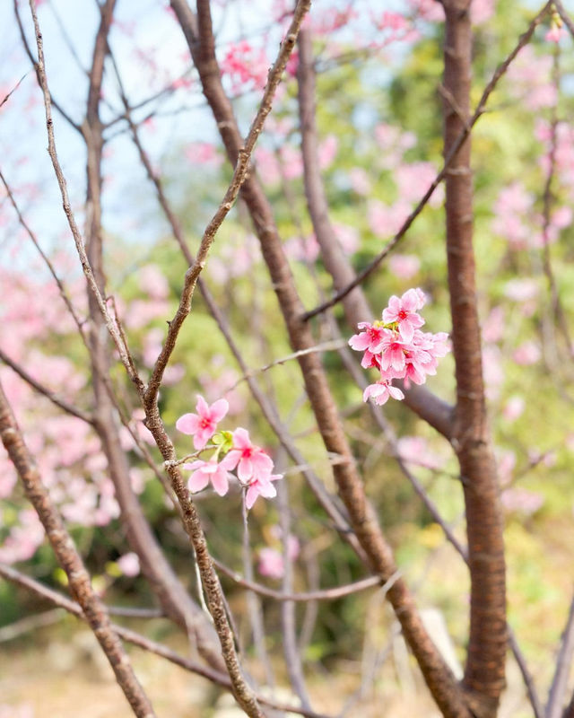 A great place to appreciate flowers | Beautiful cherry blossoms in Tung Chung are in full bloom