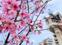 A great place to appreciate flowers | Beautiful cherry blossoms in Tung Chung are in full bloom