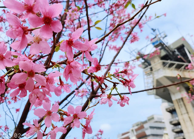 A great place to appreciate flowers | Beautiful cherry blossoms in Tung Chung are in full bloom